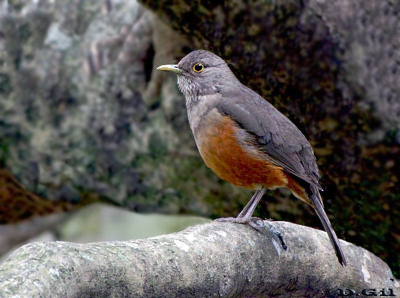 ZORZAL COMÚN (Turdus rufiventris)  - Parque Rivera-MONTEVIDEO (Setiembre 2010)
